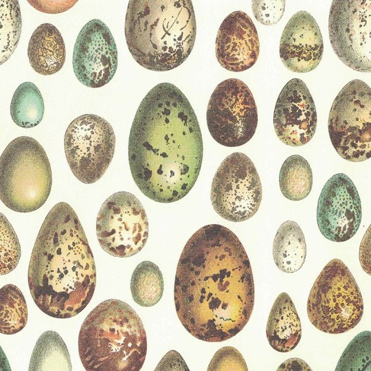 Speckled Eggs Italian Print Paper ~ Rossi Italy